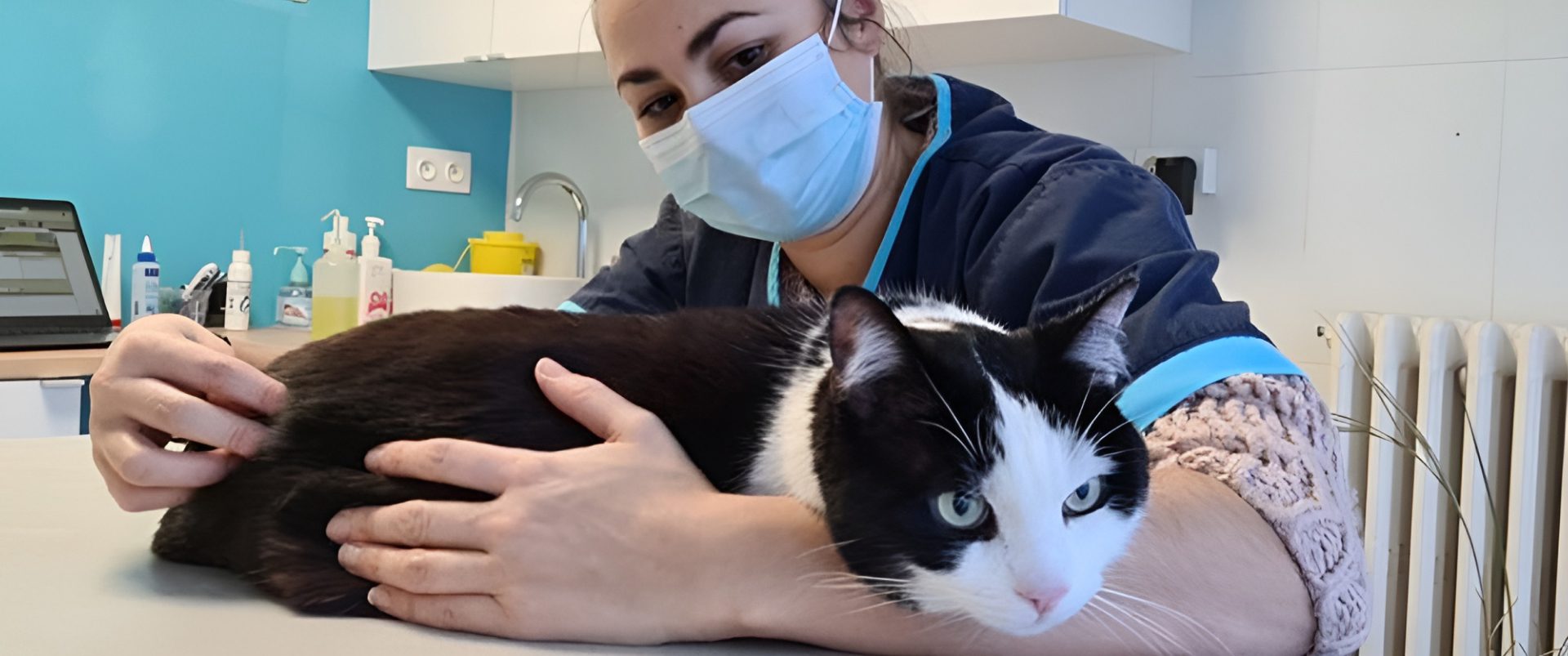 Vetosto Osteo Pour Animeaux Mougins Osteopathie